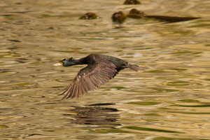 cormorant